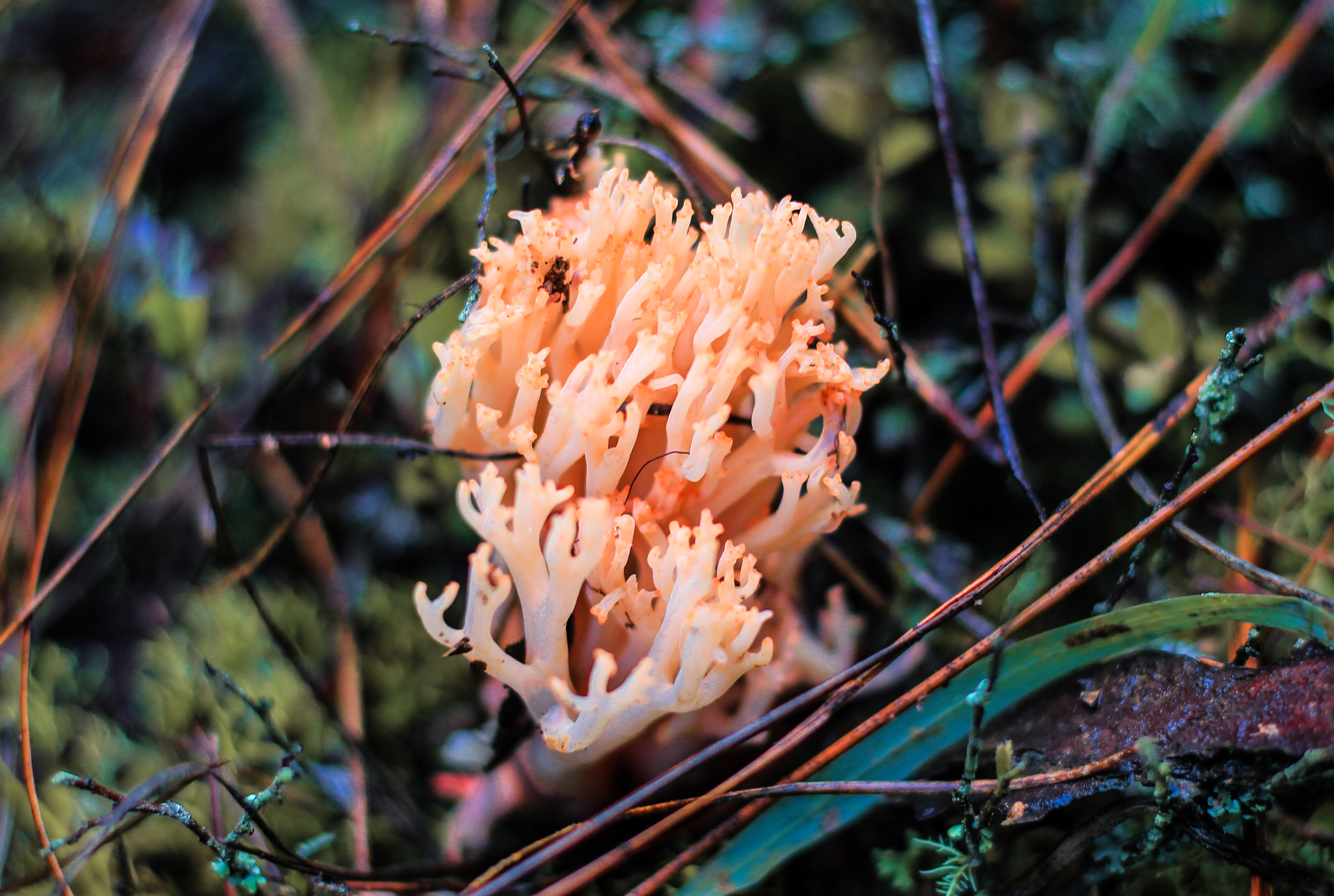 星空体育官网野生菌经纪人、卖菌主播 野生菌贸易繁华带火周边新职业(图1)