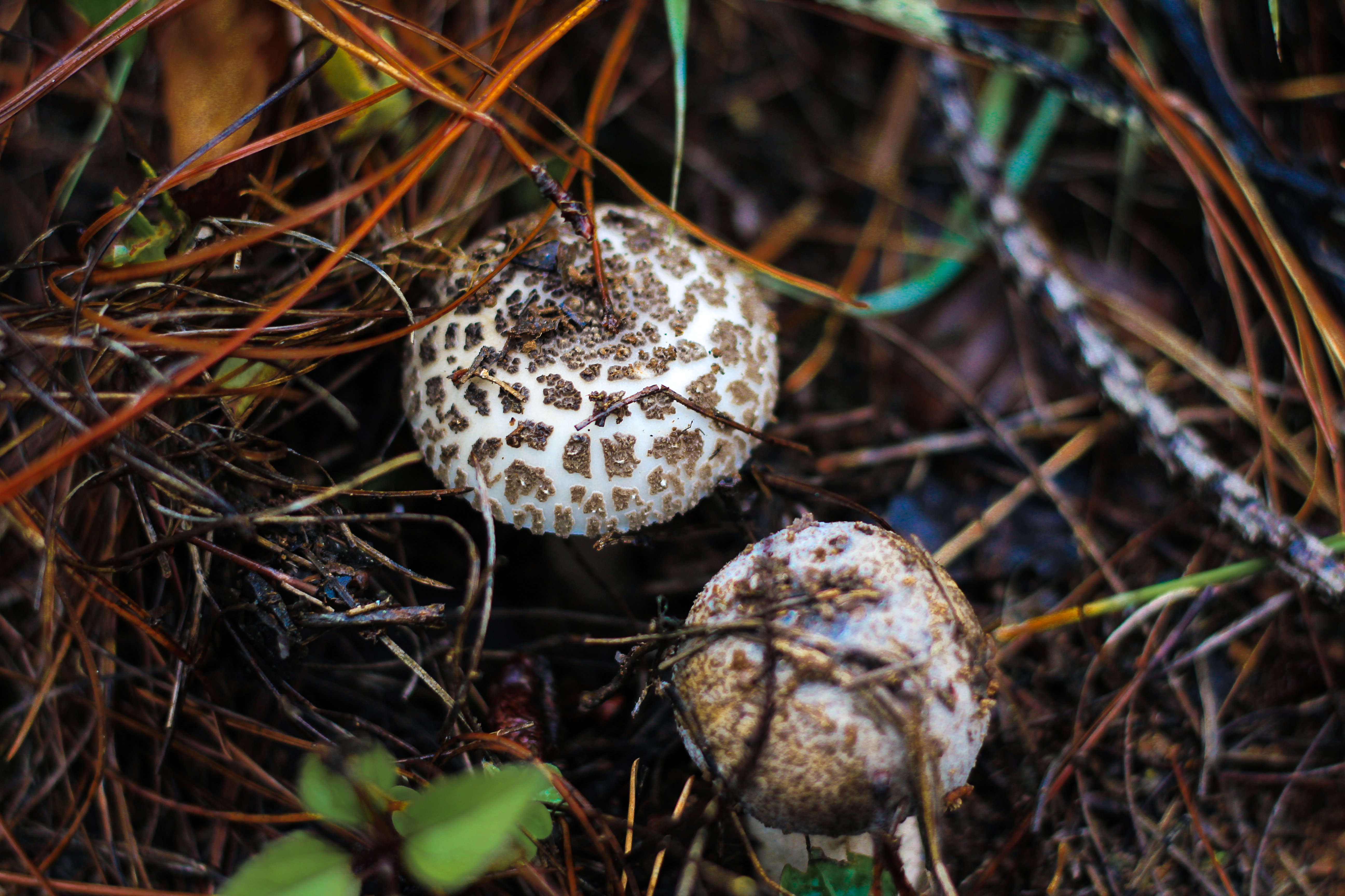 野生菌人工促繁带富农人(图1)