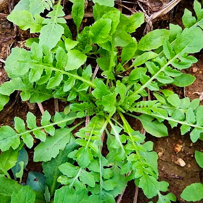 星空体育全站app山野菜正当时｜“长白山区域山野菜指南”来了！清点那些自然美食！(图1)