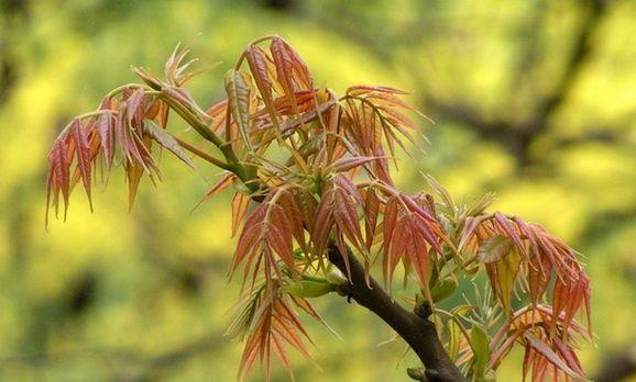 边角地养“豆丹” 雨花茶玩“混搭”(图1)