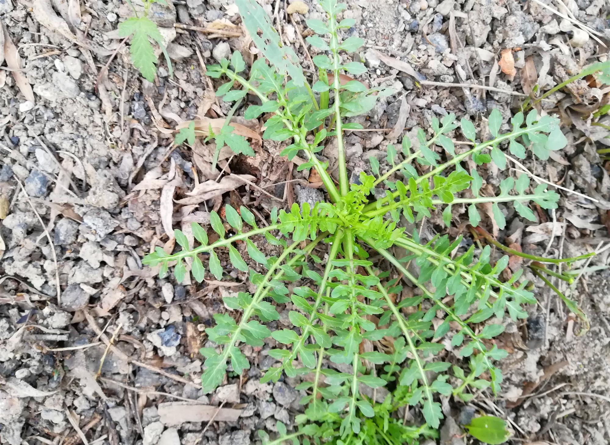 荠菜煮山养乌鸡蛋更养分(图1)