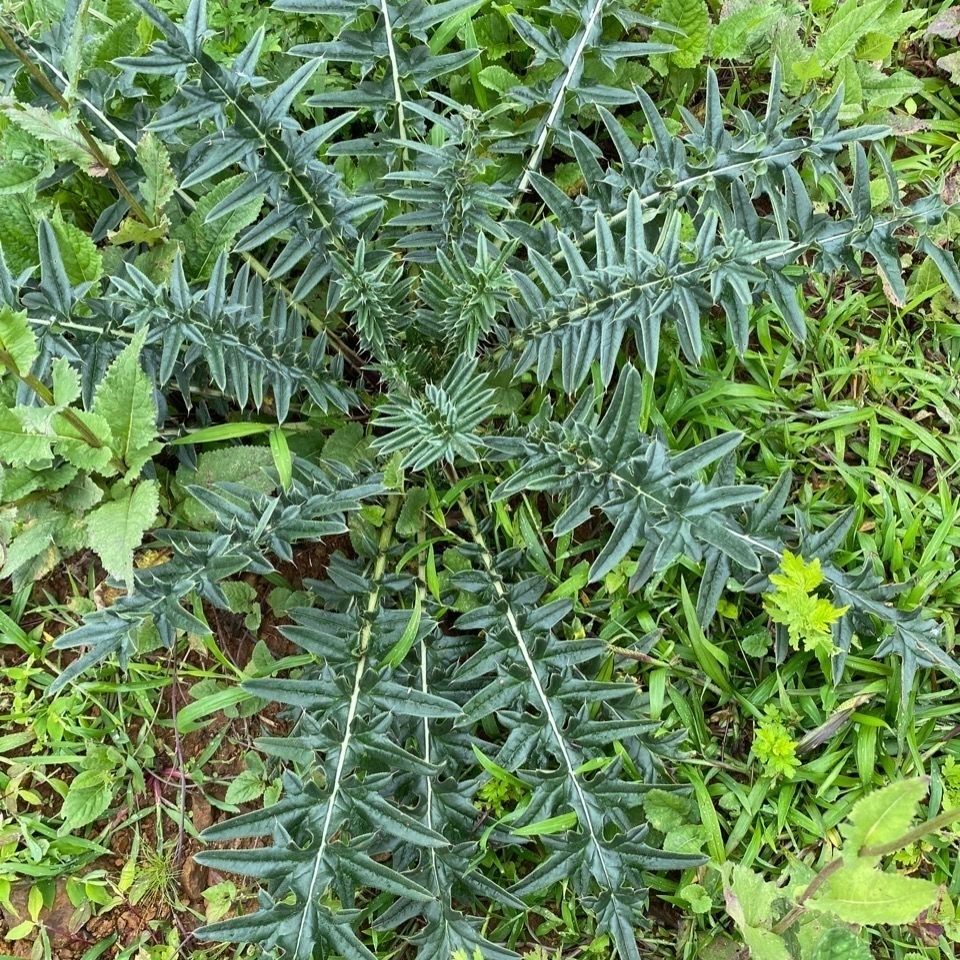 压死骆驼终末一根稻草! 帕克言道彻底激愤莱纳德(图1)