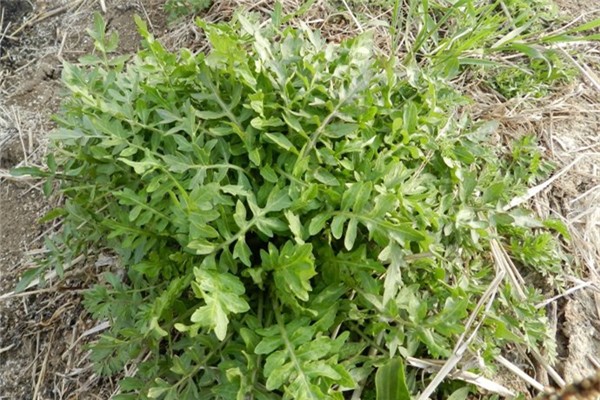 菏泽定陶：又到荠菜飘香时 感觉春日“第一鲜”(图1)