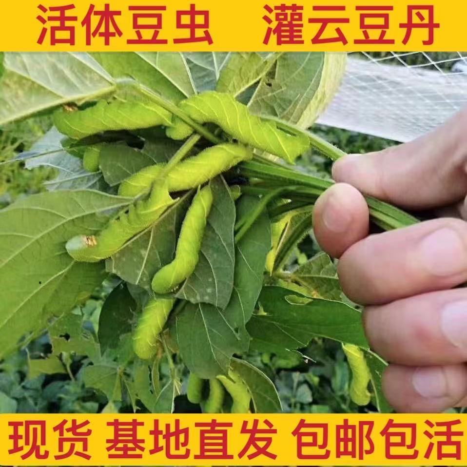 “小青虫”也建设异美食吃货们你敢下口吗？(图1)