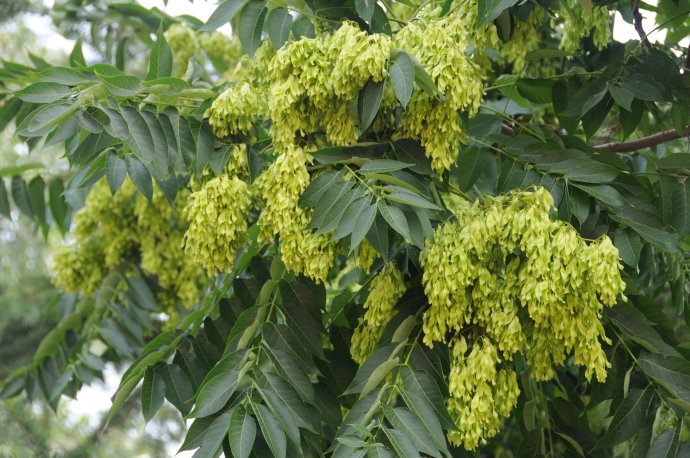 不太雷同的菌子全邦(图1)