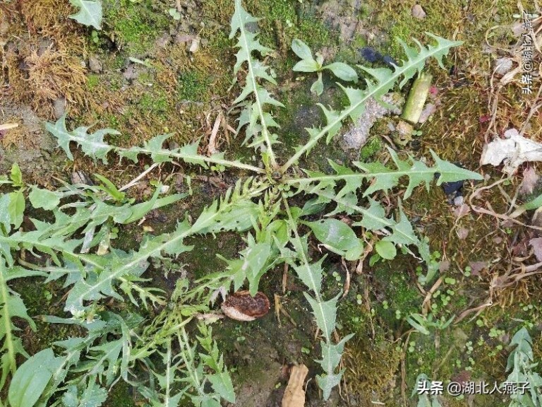 星空体育APP最新版本荠菜止血蕹菜清热春季常睹蔬菜的奇特效力【2】(图1)