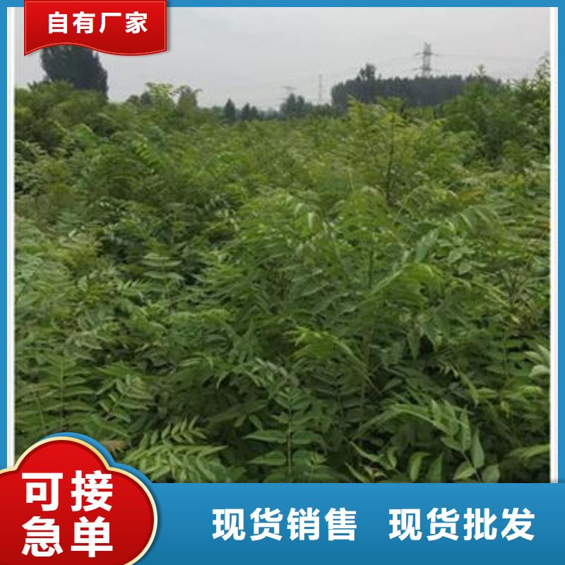 星空体育官网登录最高140元斤！正大宗上市许众人爱吃！广东吃货们坐不住了(图1)